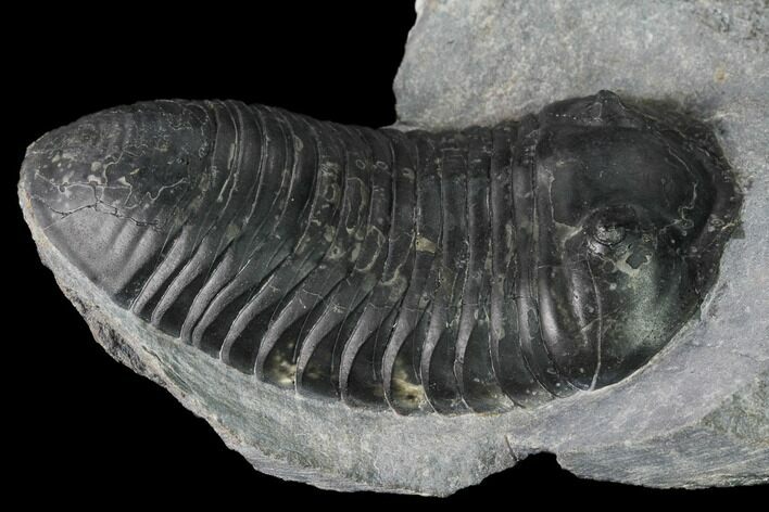 Inflated Wendorfia Trilobite - Jebel Boulachral, Morocco #169651